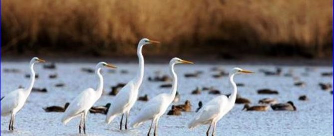 Étang de Malzoné, un Espace Naturel Sensible pour observer la faune sauvage