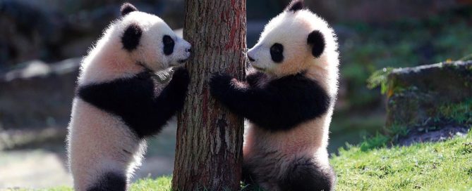 Le Zoo de Beauval, activité incontournable en Sologne.