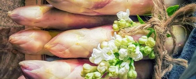 L'asperge blanche de Sologne, un trésor local à découvrir