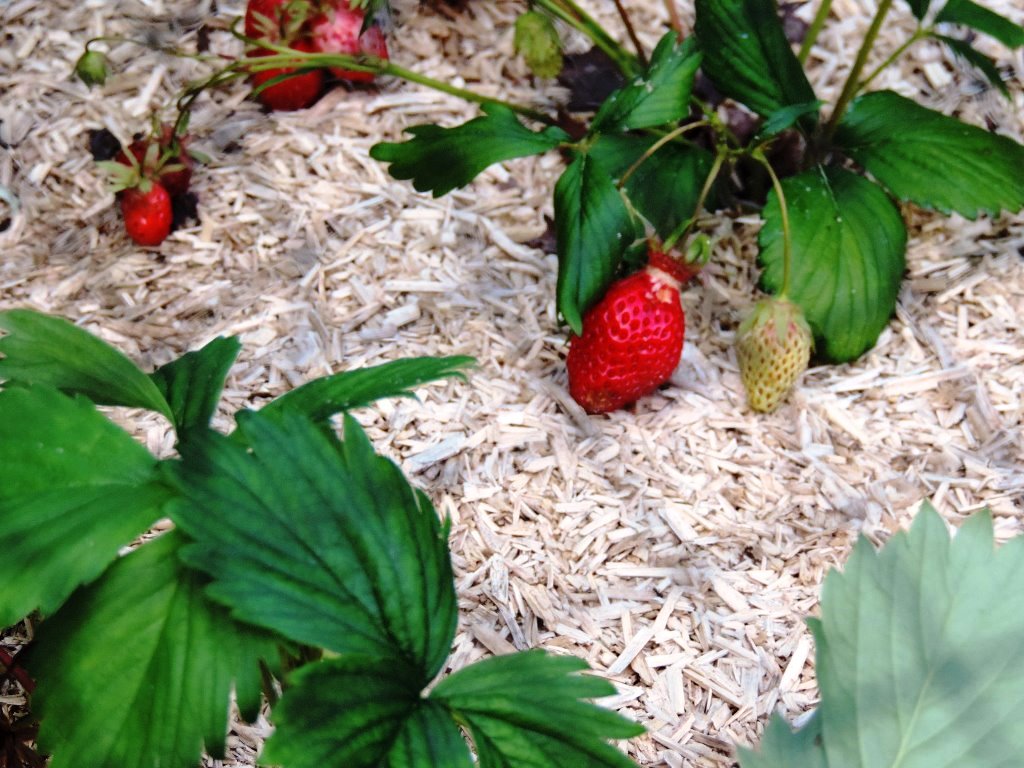 Fraises de Sologne, la tradition sinon rien !